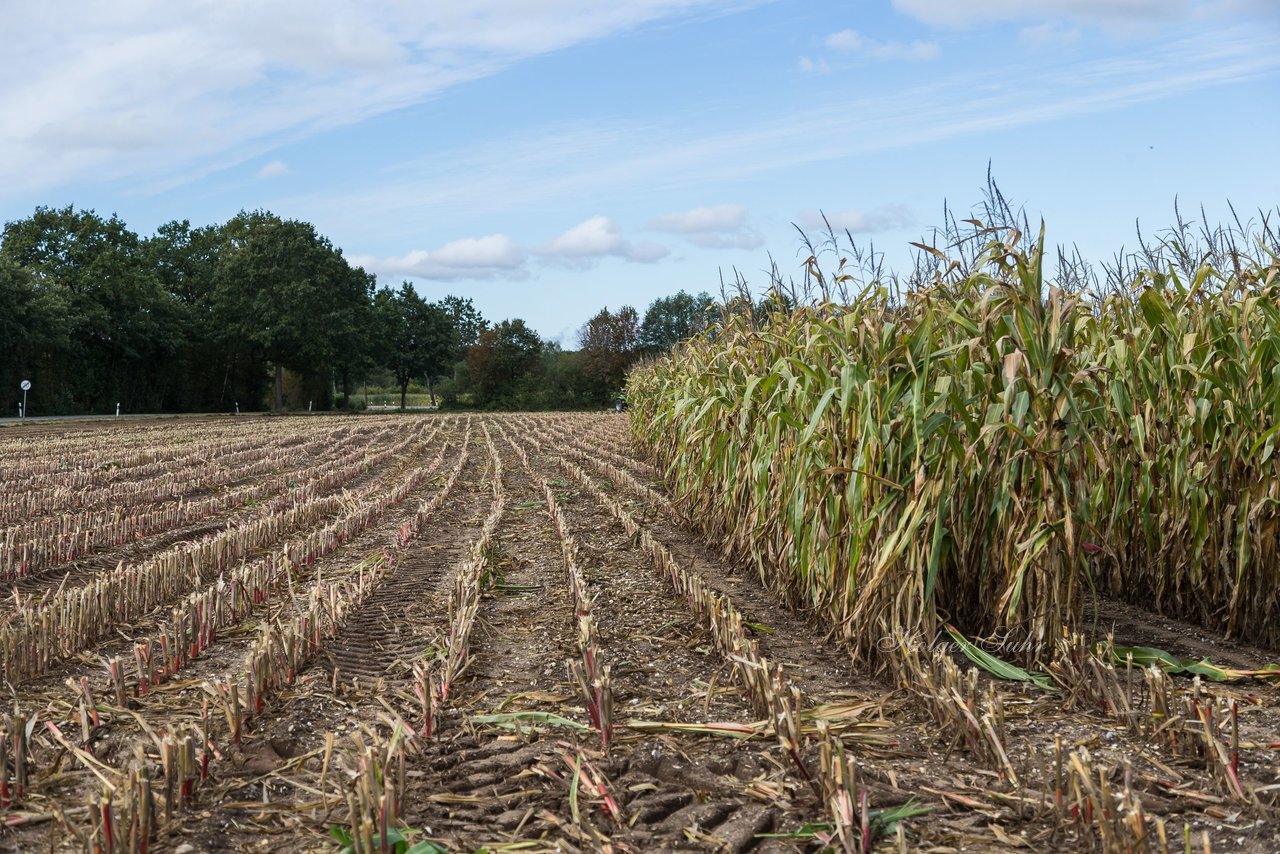 Bild 157 - Maisernte